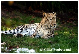 Wunderschner persischer Leopard