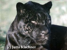 schwarzer Jaguar bei gnstigem Lichteinfall
