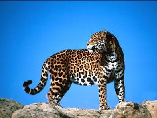 Stolzer Jaguar / Proud Jaguar