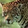 Wachsamer
                Leopard