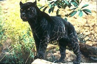 Wunderschne Fellzeichnung eines schwarzen Jaguars
