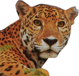 Wunderschne Nahaufnahme eines Jaguars